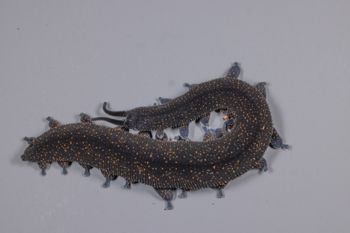 Media type: image;   Invertebrate Zoology 168055 Description: Digital photograph of specimen in life.;